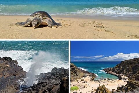 Oahu Island Tour: 13 ppl Max, Turtle Beach + Lunch