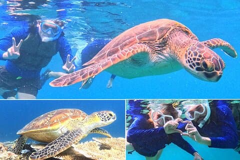 Turtle Snorkeling in Ishigaki - Fluent English! Small Group!