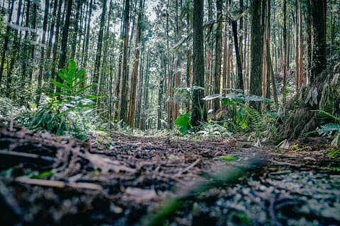 Kyoto Arashiyama Bamboo forest & Hidden Garden Walking Tour