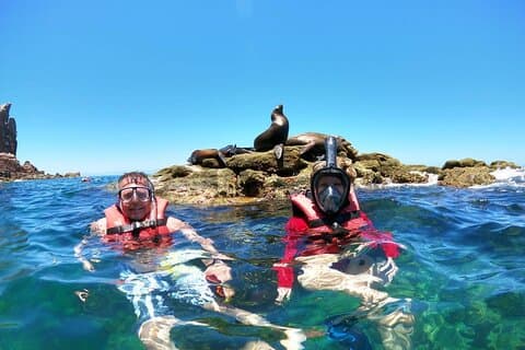 Holy Spirit Island Tour and snorkeling with sea lions