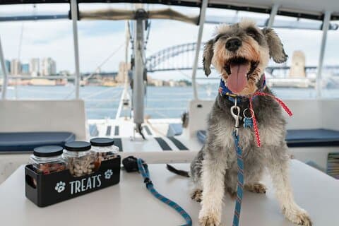 Dogs on Deck Harbour Cruise