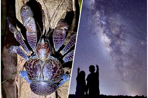Miyakojima:Night tour ｜Pick-up OK｜Jungle night tour & Starry sky