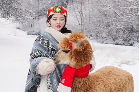 Alpaca World, Nami Island with optional Railbike Tour from Seoul