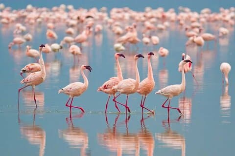 Half Day Tour To Lake Nakuru National Park Private From Nakuru