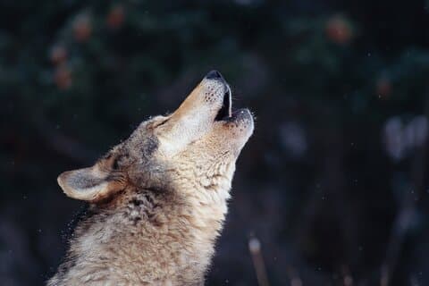 The Wolf Howl Experience