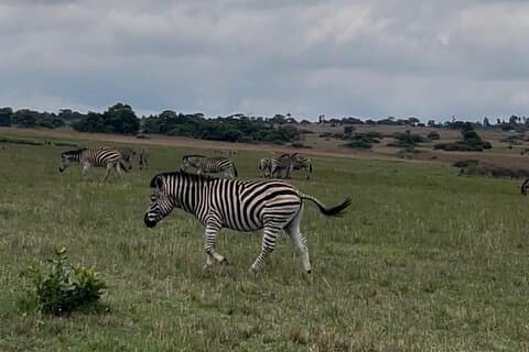 Private Harare City Tour: Wildlife, Art & Iconic Landmarks