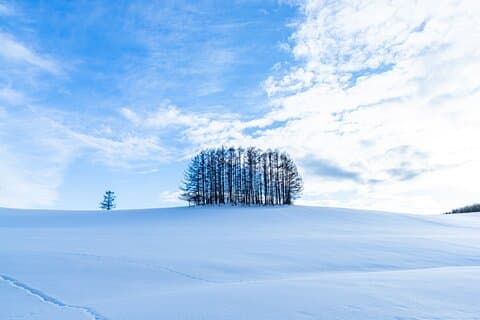 [Late Departure] Biei Best 5 Must-Visit Day Tour from Sapporo