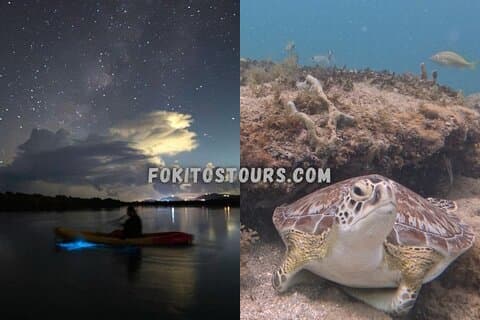 Turtle Snorkeling Experience in Vieques