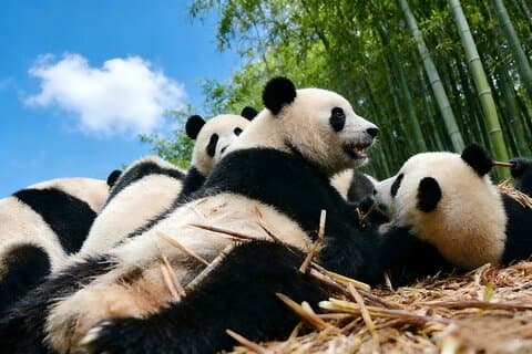 Private Day Tour to Chengdu from Shanghai by Air: Leshan Giant Buddha and Pandas