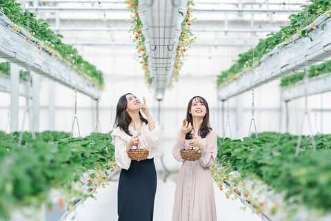 YokaBus Fukuoka Uminonakamichi, Strawberry Farm and Chinkokuji