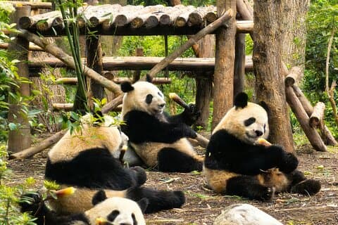Private Day Tour to Chengdu from Beijing by Air: Leshan Giant Buddha and Pandas