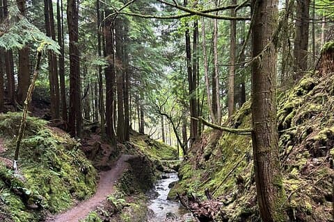 E-Bike Tour to a Fairy Glen and Hidden Waterfalls