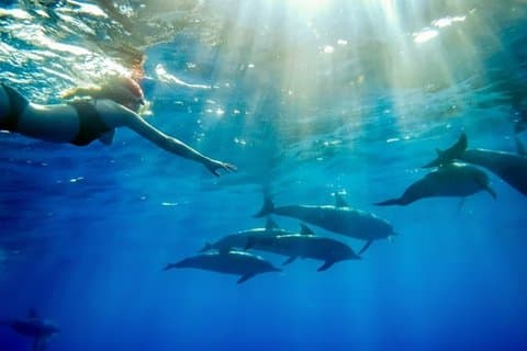 Mnemba Island Dolphin Watching and Snorkeling Tour in Zanzibar