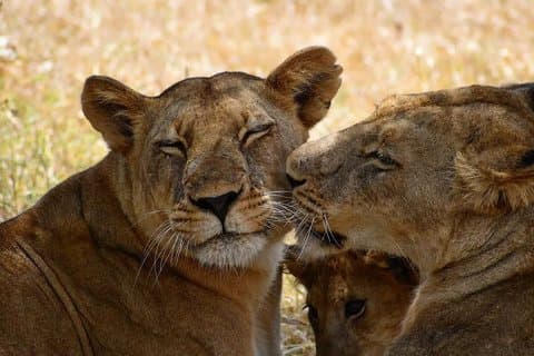 5 Day Midrange Tanzania Safari Adventure