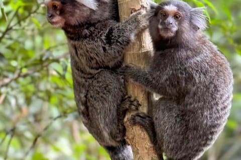 Pedra Bonita: Pequenos Grupos, Cachoeira, Vida Selvagem e Mirante
