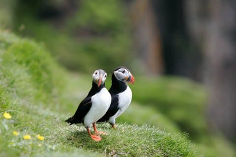 Westman Islands Volcano and World Largest Puffin Colony Tour