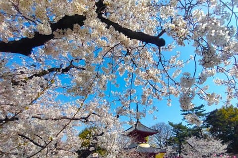 Kawagoe Highlights Private Day Trip from Tokyo