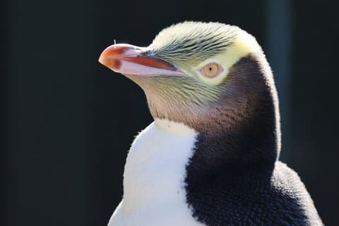 Guided Dunedin City & Otago Peninsula Small Group Tour (Max 10)