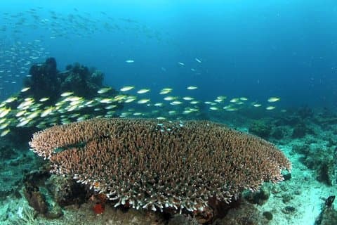 Kota Kinabalu Kota Belud Diving Kayak or Fireflies Tour