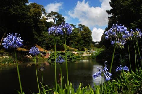 Cornish Gardens & Wonders – Private Shore Tour from Falmouth