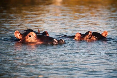 St Lucia and iSimangaliso Safari and Cruise Full Day Adventure