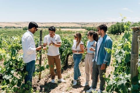 Wine Tour from Lisbon to Setúbal and Arrábida