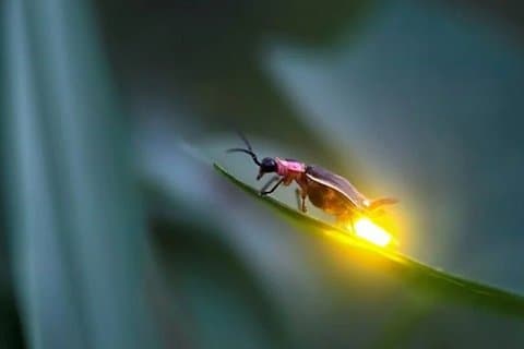 Paddy Fields to Fireflies Experience