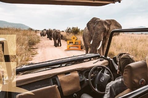 3-Hour Private Game Drive in Pilanesberg National Park