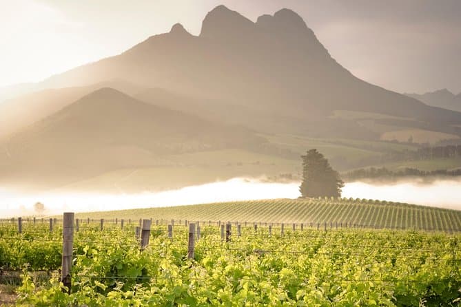Stellenbosch Wine Tour - Stellenbosch