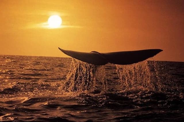 Whale Watching in Hermanus (landbased)