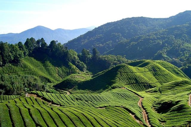 Cameron Highlands Sightseing Tour