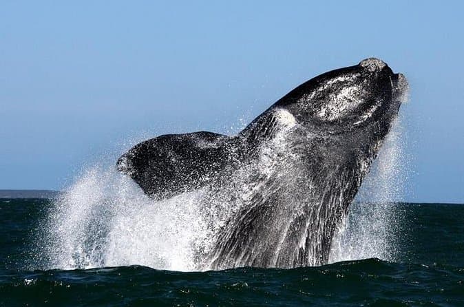 Best Whale Watching Experiences in Cape Town