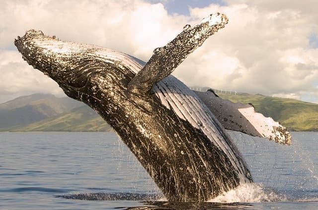 Maui: Whale Watching from Ma'alaea Harbor