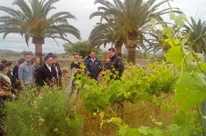 Best Mallorca Wine Tours from Benidorm