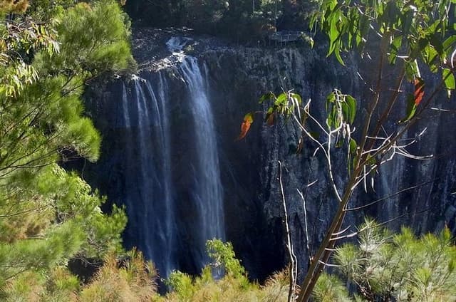 Byron Bay Hinterland Tour Including Rainforest Walk to Minyon Falls