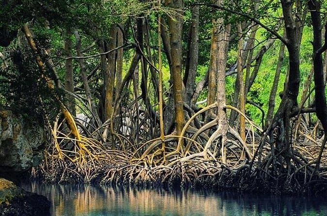 Best Tamarindo Estuary Boat Tours & Reviews