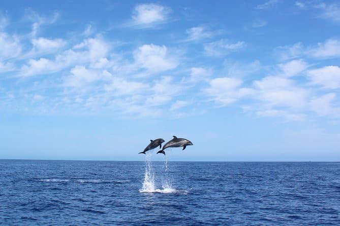 Unforgettable Whale & Dolphin Watching in Funchal