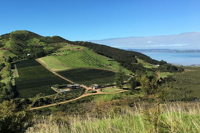 Best Waiheke Island Coastal Walk & Scenic Hiking Guide
