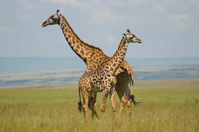 Masai Mara Safari