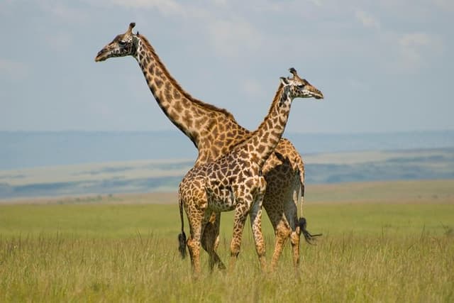 3 Days Masai Mara Group Joining