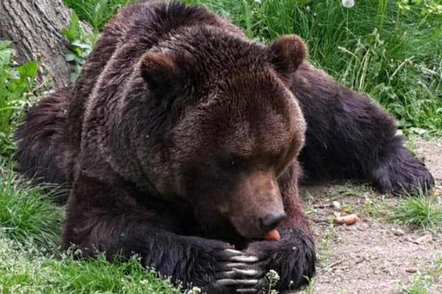 Brasov: Bear Sanctuary, Bran Castle & Rasnov Fortress GUIDED Tour