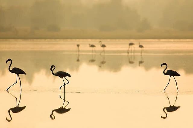 Donana National Park & Matalascanas Guided Tour from Seville