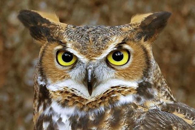 Skip the Line: World of Birds Admission Ticket