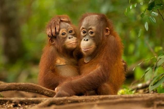 Day Trip Sepilok Orang-utan And City Tour (Flight Excluded)