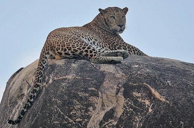 Best Jawai Leopard Safari Tours Near Udaipur