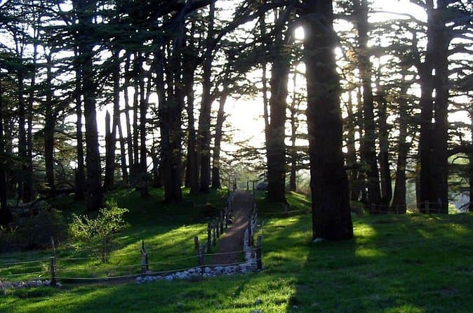 Best Cedars Hike Tours & Guides