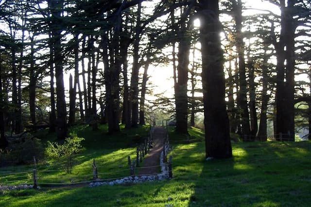 PRIVATE Tour to Cedars of God, Besharre & Qozhaya Valley