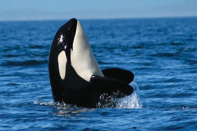 Vancouver Whale Watch Tour with Guide