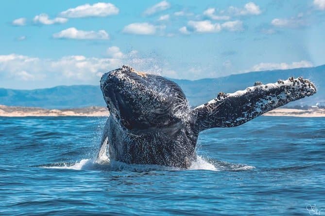Unforgettable Whale Watching Tours in Monterey & Carmel