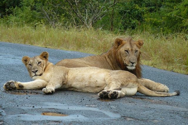 Hluhluwe Imfolozi and St Lucia 3 Day Safari from Durban
